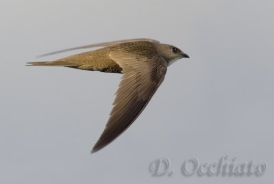 Pallid Swift (Apus pallidus brehemorum)