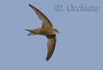 Pallid Swift (Apus pallidus brehemorum)