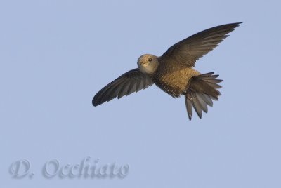 Pallid Swift (Apus pallidus brehemorum)