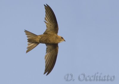 Pallid Swift (Apus pallidus brehemorum)