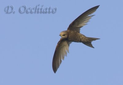 Pallid Swift (Apus pallidus brehemorum)