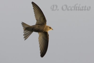 Pallid Swift (Apus pallidus brehemorum)