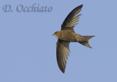 Pallid Swift (Apus pallidus brehemorum)