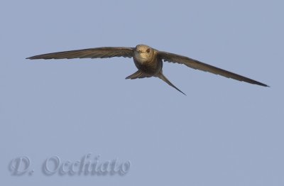 Pallid Swift (Apus pallidus brehemorum)