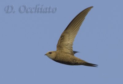 Pallid Swift (Apus pallidus brehemorum)