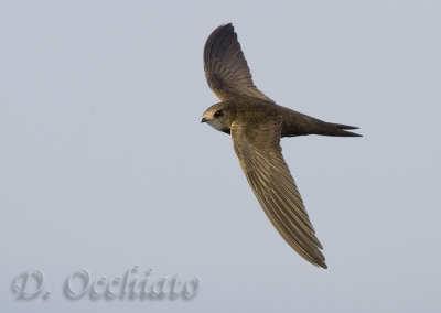 Pallid Swift (Apus pallidus brehemorum)