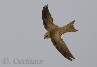 Pallid Swift (Apus pallidus brehemorum)