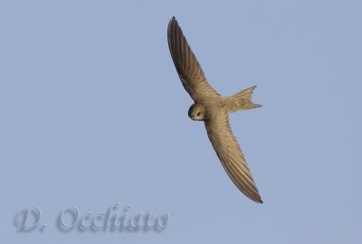 Pallid Swift (Apus pallidus brehemorum)