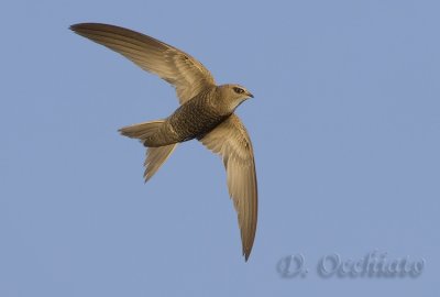 Pallid Swift (Apus pallidus brehemorum)