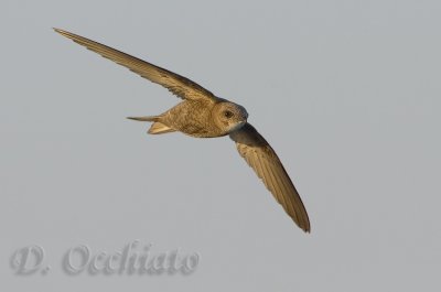 Pallid Swift (Apus pallidus brehemorum)