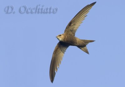 Pallid Swift (Apus pallidus brehemorum)