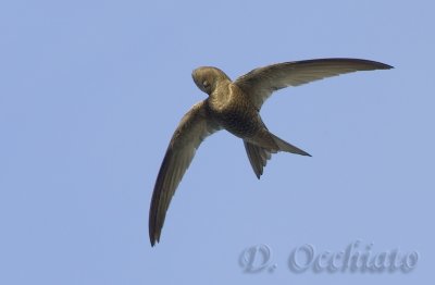 Pallid Swift (Apus pallidus brehemorum)