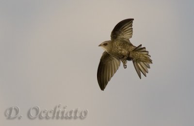 Pallid Swift (Apus pallidus brehemorum)