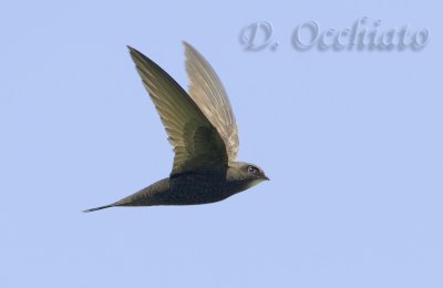 Common Swift (Apus apus) - 30% crop