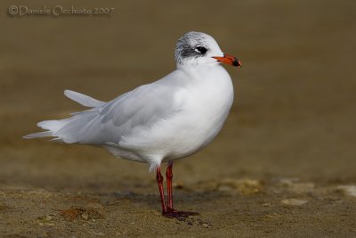 Mediterranean Gull (Ichthyaetus melanocephalus)