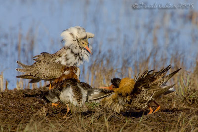 Ruff (Philomachus pugnax)