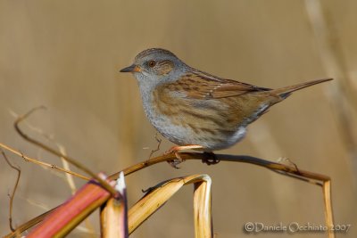 Dunnock (Prunella modularis)