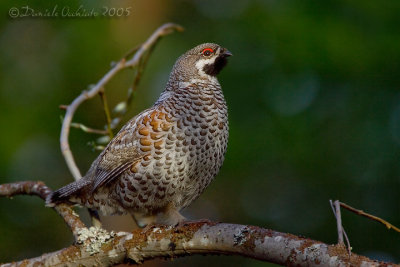 Hazel Grouse (Bonasa bonasia)