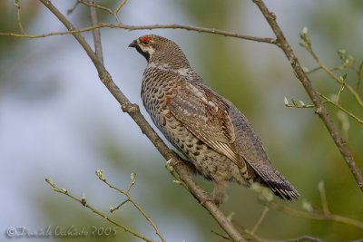 Hazel Grouse (Bonasa bonasia)