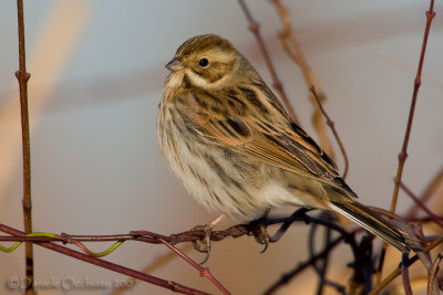 Reed Bunting (Emberiza shoeniclus)