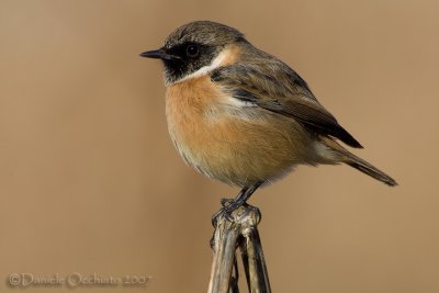 European Stonechat (Saxicola rubicola)