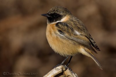 European Stonechat (Saxicola rubicola)