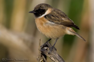 European Stonechat (Saxicola rubicola)