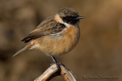 European Stonechat (Saxicola rubicola)