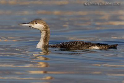 Black-throated Diver (Gavia arctica)