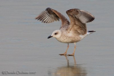 Yellow-legged Gull (Larus michahellis)