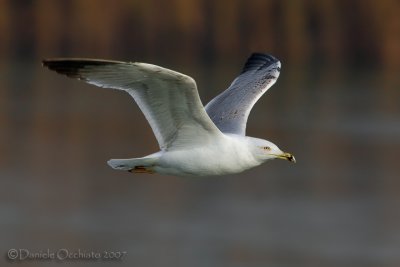 Yellow-legged Gull (Larus michahellis)