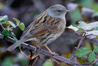 Dunnock (Prunella modularis)