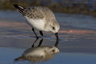 Sanderling (Calidris alba)