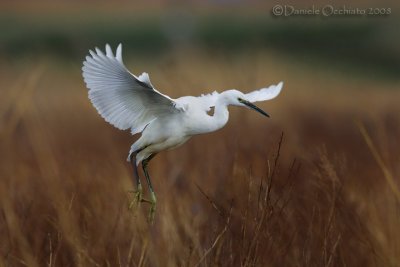 Little Egret (Egretta garzetta)