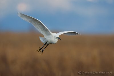 Little Egret (Egretta garzetta)