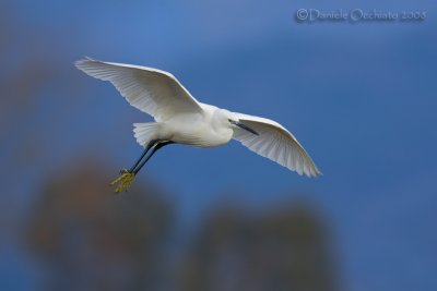 Little Egret (Egretta garzetta)