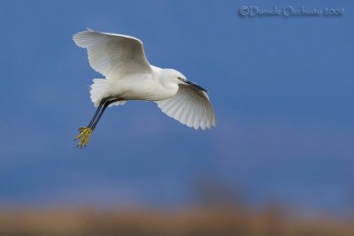 Little Egret (Egretta garzetta)