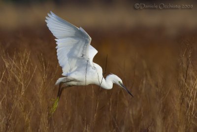 Little Egret (Egretta garzetta)