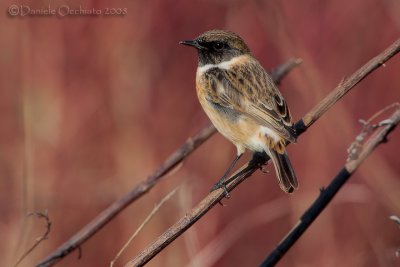 European Stonechat (Saxicola rubicola)