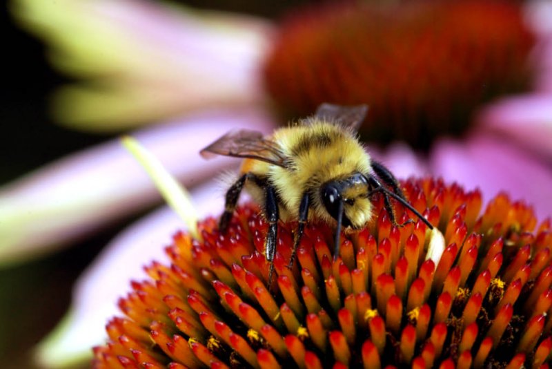 Bee on Echinacea