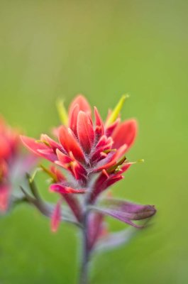 Wildflowers