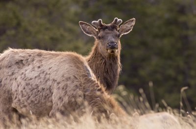 Canadian Wildlife