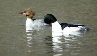 Common Merganser