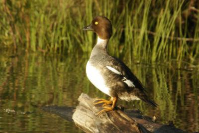 Female Common Goldeneye