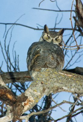 Great  Horned Owl