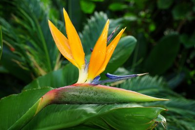 bird of paradise