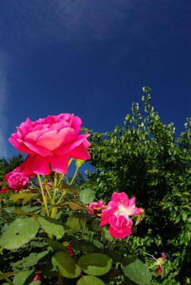 Garden Flowers