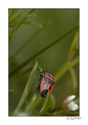 Pyrrhocoris apterus