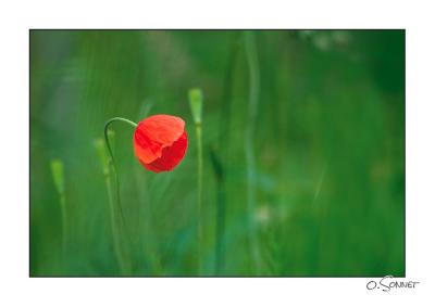 g4/60/494160/3/61410198.Coquelicot.jpg