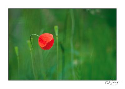 Coquelicot.jpg